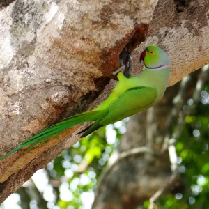 Rose-ringed-parakeet
