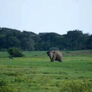 Sri-Lankan-Elephant-4