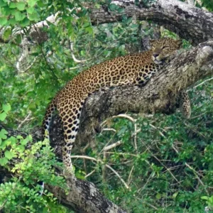 Sri-Lankan-Leopard-1
