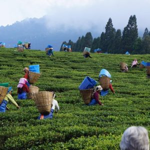 Tea Plantations & Gregory Lake – Nuwara Eliya