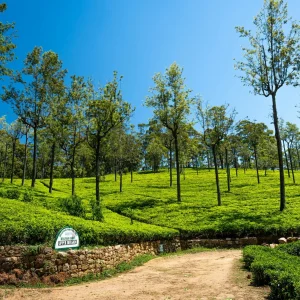 anu tours sri lanka (6)