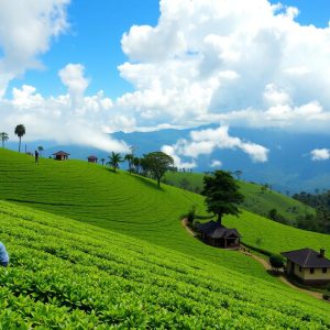 nuwara-eliya-tea-plantations-visit